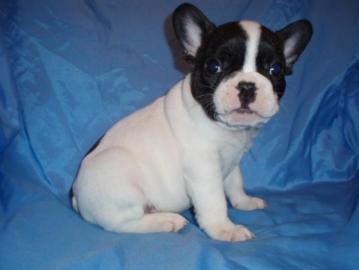 Franz�sische Bulldogge Welpen