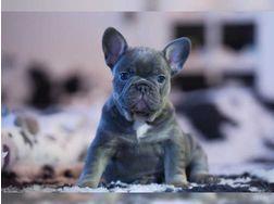 Sch�nes Blau tr�gt Frenchie Babies