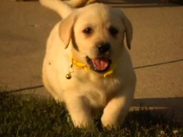 Wir haben zwei Labrador Retriever Welpen