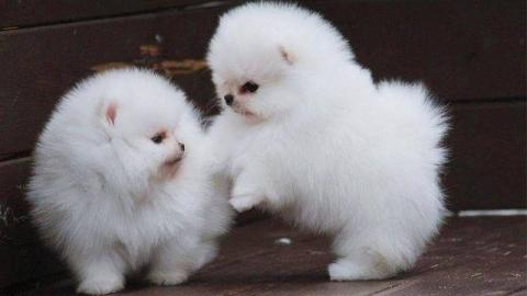 Zwergspitz (Pomeranian) Welpe