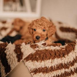 s??e Kuschelpudelwelpen