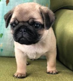 Mops Welpe sucht ein neues zu Hause what