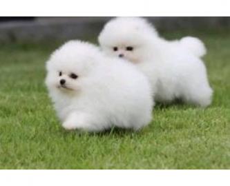 Weihnachten Zwergspitz/ Pomeranian mini