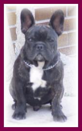 Franz�sische Bulldogge