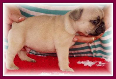 Franz�sische Bulldogge