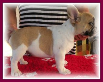 Franz�sische Bulldogge