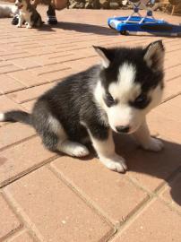 Siberian Husky Welpen