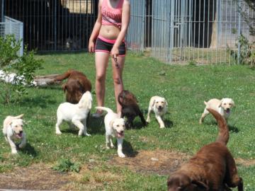 Labrador Retriever Welpen