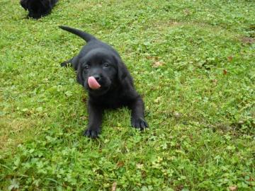 Labrador Retriever Welpen