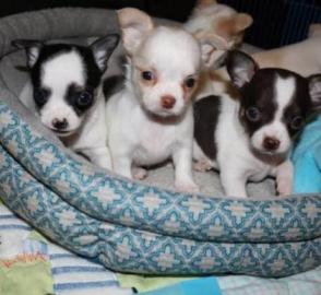 Wundersch�ne Chihuahua Welpen