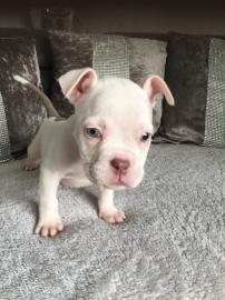 American Pocket Bully Welpen
