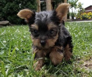 Loving Available Yorshire Terrier W ?