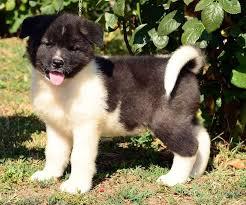 Amerikanische und japanische Akita Welpe