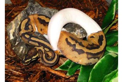 Albino und Piebald Ball Pythons zum Verk