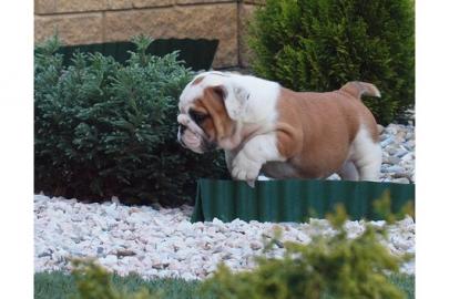 Super s��e Englisch Bulldoggen