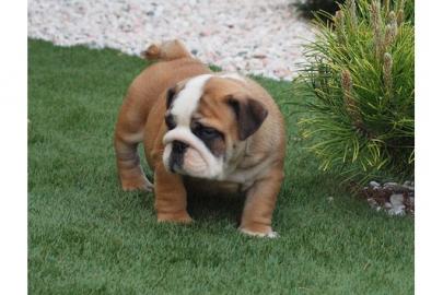 Super s��e Englisch Bulldoggen