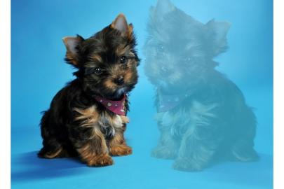 Yorkshire Terrier Welpen ( kleinbleibend
