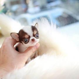 Chihuahua-Welpen zur Unterbringung