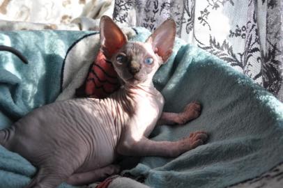 Sch�ne Sphynx K�tzchen