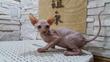 Sch�ne Sphynx K�tzchen