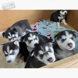 Sch?ner Siberian Husky zur Adoption