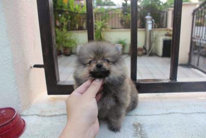 Liebevolle Teetasse Pomeranian erh?ltlic