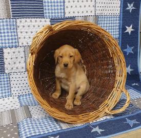 Labrador Retriever Welpen