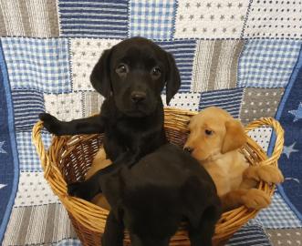Labrador Retriever Welpen