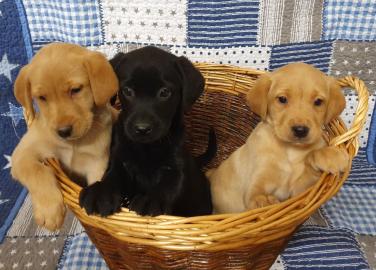 Labrador Retriever Welpen