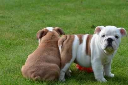 Kr�ftige Englische Bulldoggen