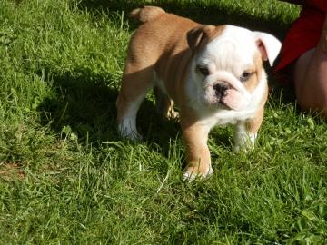 Kr�ftige Englische Bulldoggen