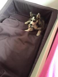 Sch�ne Siberian Husky Welpe