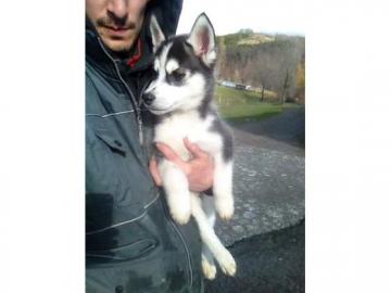 Sch�ne Siberian Husky Welpe