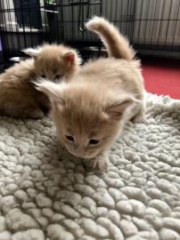 Super s??e Maine Coon K?tzchen