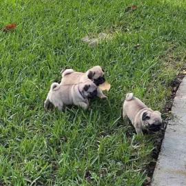 m�nnliche und weibliche Mops-Welpen