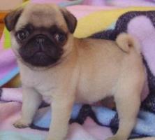 (super s�sse Mops Welpen suchen Liebevol