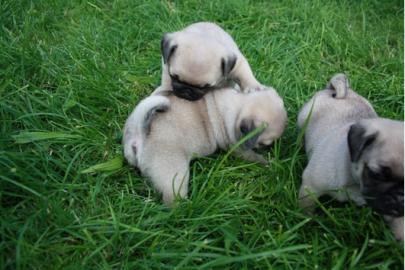 (super s�sse Mops Welpen suchen Liebevol