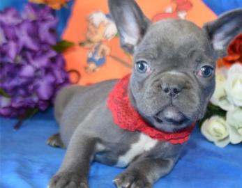Wundersch�ne franz�sische Bulldoggen wel