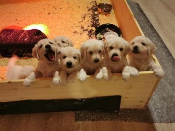 Golden Retriever Welpen