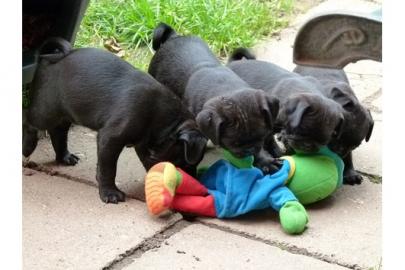 wundersch�ne Retro Mops Welpen suchen ei