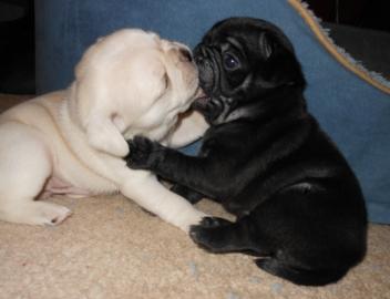 Mops Welpen umst�ndehalber abzugeben. 