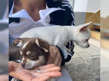 Chihuahua Welpen kurzhaarig