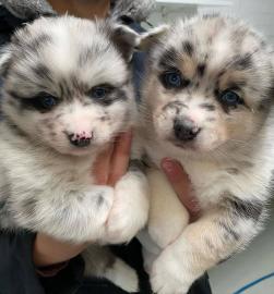 Reinrassige Pomsky Welpen