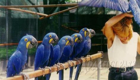 Aras / Macaws, Whatsapp +4915212101014