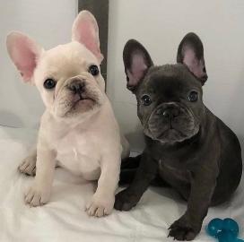 Franz�sische bulldogge Welpen