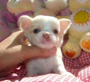 Wunderschone Mini Chihuahua Welpen