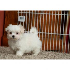 S��e Mini Malteser Welpen