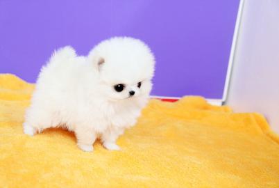 Zwergspitz Pomeranian Welpen