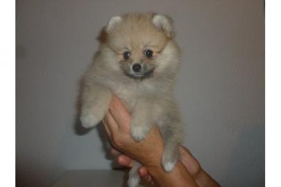 s��e Pomeranian - Zwergspitz Babys