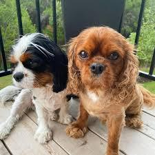 S??e Cavalier king charles Welpen